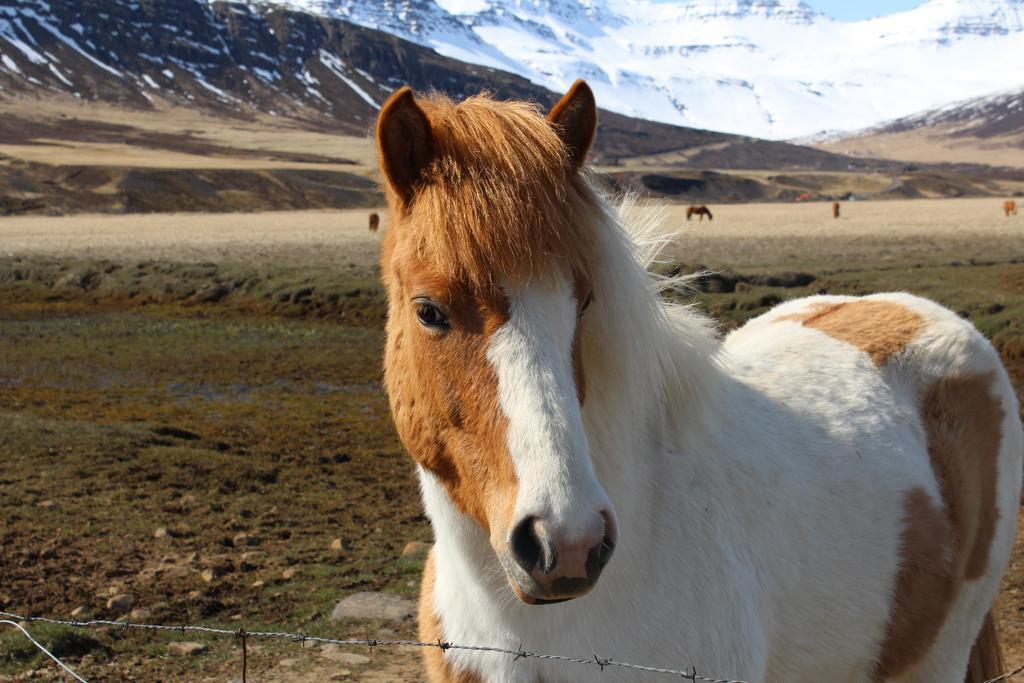 فيلا Skorrahestar Neskaupstaður المظهر الخارجي الصورة